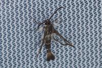 Pyropteron leucomelaenum