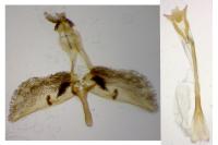 Pyropteron leucomelaenum