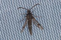 Pyropteron leucomelaenum