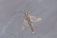 Pyropteron leucomelaenum