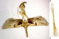 Pyropteron leucomelaenum