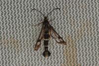 Chamaesphecia tenthrediniformis
