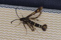 Chamaesphecia tenthrediniformis