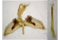 Chamaesphecia tenthrediniformis