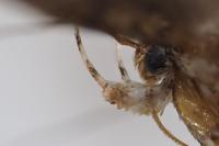 Aristotelia decoratella