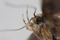 Aristotelia decoratella