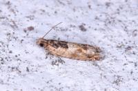 Crocidosema plebejana