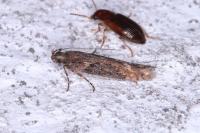 Scrobipalpa costella
