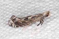 Parornix torquillella