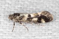 Denisia lutea