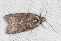 Cnephasia communana