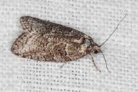 Cnephasia communana