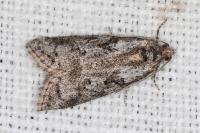 Cnephasia cupressivorana