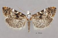 Phtheochroa rugosana