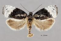 Apotomis betuletana