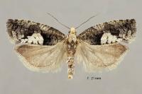 Epinotia brunnichana
