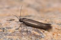 Scythris scorpionella