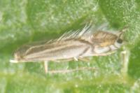 Phyllocnistis valentinensis