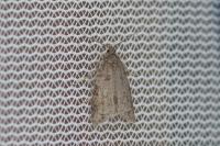 Cnephasia incertana