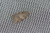Cnephasia incertana