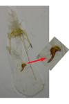 Scrobipalpa instabilella