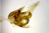 Agdistis bennetii