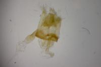 Agdistis bennetii