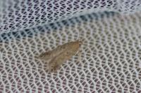 Scrobipalpa instabilella