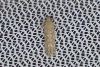 Scrobipalpa instabilella