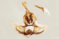 Aphelia viburnana