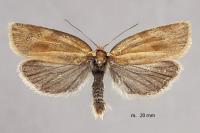 Aphelia viburnana