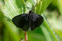Epichnopterix plumella