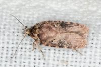 Agonopterix purpurea