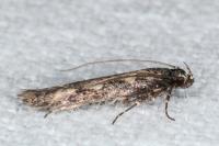 Pogochaetia solitaria