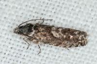 Pammene giganteana