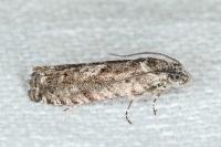 Pammene giganteana