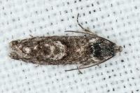 Pammene giganteana