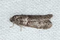 Tortricodes alternella
