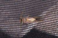 Opogona omoscopa