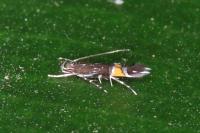 Cosmopterix pulchrimella