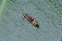 Cosmopterix pulchrimella