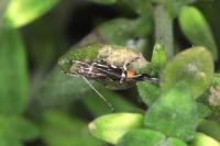 Cosmopterix pulchrimella