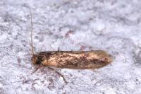 Opogona omoscopa