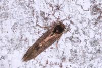 Opogona omoscopa