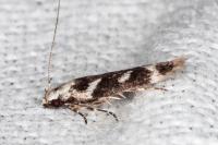 Caryocolum leucothoracellum