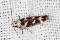 Caryocolum leucothoracellum