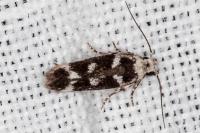Caryocolum leucothoracellum