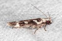 Caryocolum leucothoracellum