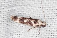 Caryocolum leucothoracellum