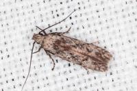 Carpatolechia decorella